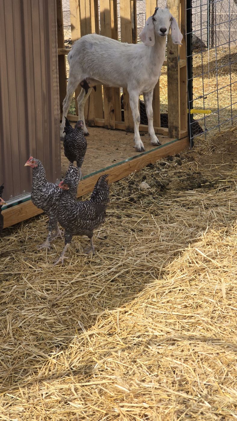 A white goat standing in its barn doorway with a hen nearby