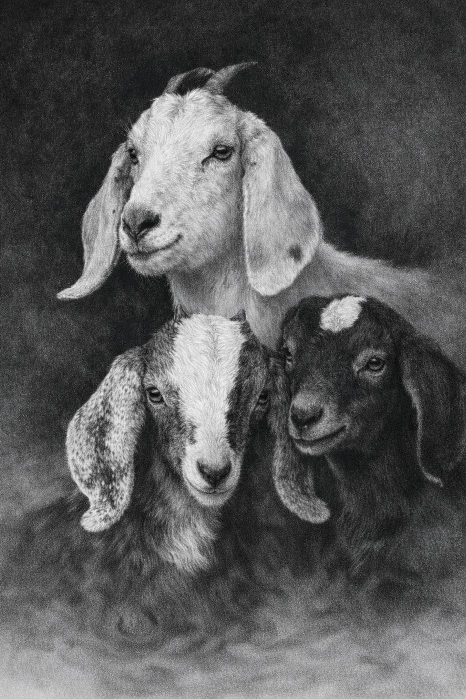 Black and white drawing of three goats